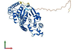 Protein Structure (PS) image for Flap Structure-Specific Endonuclease 1 (FEN1) (AA 1-380) protein (His tag) (ABIN7553900)