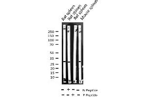 Western Blotting (WB) image for anti-Cyclin D3 (CCND3) (pThr283) antibody (ABIN6255654)