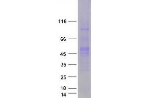 Western Blotting (WB) image for POU Class 5 Homeobox 1 (POU5F1) (Transcript Variant 1) protein (Myc-DYKDDDDK Tag) (ABIN2727872)