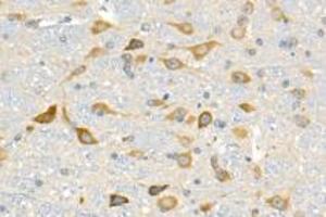 Immunohistochemistry analysis of paraffin-embedded mouse cerebellum using p39 (ABIN7074968) at dilution of 1: 1500 (p39 抗体)