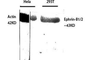Western Blot (WB) analysis of specific cells using Ephrin-B1/2 Polyclonal Antibody. (Ephrin B1/B2 (Lys102), (Lys99) 抗体)