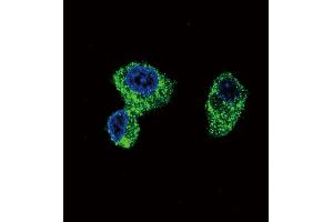 Confocal immunofluorescent analysis of PIGR Antibody (C-term) (ABIN652495 and ABIN2842333) with HepG2 cell followed by Alexa Fluor 488-conjugated goat anti-rabbit lgG (green). (PIGR 抗体  (C-Term))