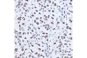 Immunohistochemistry (IHC) image for anti-Histone H1 (AA 1-105) antibody (ABIN1680148)