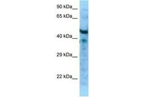 Image no. 1 for anti-Microfibrillar Associated Protein 1 (MFAP1) (AA 61-110) antibody (ABIN6748219) (MFAP1 抗体  (AA 61-110))