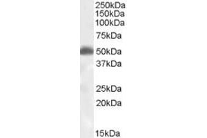 ABIN238589 (1µg/ml) staining of human brain (hippocampus) lysate (35µg protein in RIPA buffer). (HCRTR2 抗体  (N-Term))