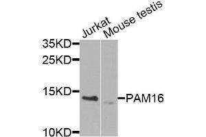 Western blot analysis of extracts of various cell lines, using PAM16 antibody (ABIN6003607) at 1/1000 dilution. (MAGMAS 抗体)