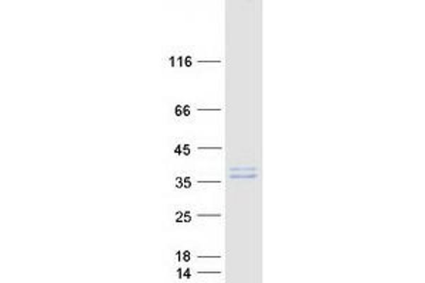 OAF Protein (Myc-DYKDDDDK Tag)