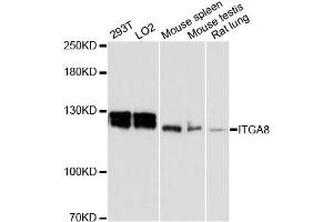 Western blot analysis of extracts of various cell lines, using ITGA8 antibody. (ITGA8 抗体)