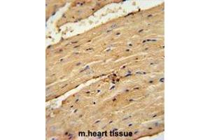 TIMP4 Antibody (Center) immunohistochemistry analysis in formalin fixed and paraffin embedded mouse heart tissue followed by peroxidase conjugation of the secondary antibody and DAB staining. (TIMP4 抗体  (Middle Region))