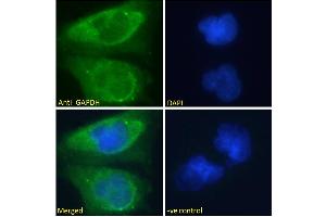 Immunofluorescence (IF) image for anti-Glyceraldehyde-3-Phosphate Dehydrogenase (GAPDH) (Internal Region) antibody (ABIN185543)