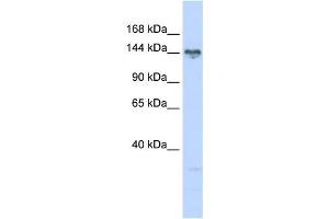 Western Blotting (WB) image for anti-TBC1 (Tre-2/USP6, BUB2, Cdc16) Domain Family, Member 1 (TBC1D1) antibody (ABIN2459859) (TBC1D1 抗体)