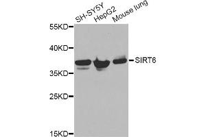 Western blot analysis of extracts of various cell lines, using ANXA2 Antibody. (Annexin A2 抗体)