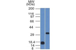 Western Blot Analysis (1) Human CD79b recombinant fragment and (2) Raji cell lysate using CD79b Mouse Monoclonal Antibody (IGB/1843). (CD79b 抗体  (AA 29-159))
