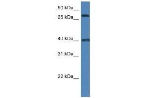 Western Blot showing MPO antibody used at a concentration of 1 ug/ml against 293T Cell Lysate (Myeloperoxidase 抗体  (N-Term))