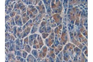 Immunohistochemistry (IHC) image for anti-Septin 5 (SEPT5) (AA 77-323) antibody (ABIN7436156)