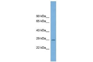 C1ORF43 antibody used at 1 ug/ml to detect target protein. (C1orf43 抗体  (Middle Region))