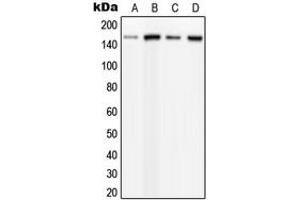 Western blot analysis of PLC beta 3 (pS537) expression in HeLa PMA-treated (A), MCF7 UV-treated (B), mouse brain (C), rat brain (D) whole cell lysates. (PLCB3 抗体  (pSer537))