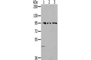 Gel: 6 % SDS-PAGE,Lysate: 40 μg,Lane 1-3: 293T cells, Lovo cells, HepG2 cells,Primary antibody: ABIN7192301(SEMA6A Antibody) at dilution 1/200 dilution,Secondary antibody: Goat anti rabbit IgG at 1/8000 dilution,Exposure time: 2 minutes (SEMA6A 抗体)