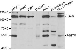 Western blot analysis of extracts of various cell lines, using P4HTM antibody (ABIN5973620) at 1/1000 dilution. (P4HTM 抗体)