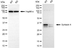 Western blotting analysis using syntaxin 4 antibody (ABIN7800496). (Recombinant Syntaxin 4 抗体)