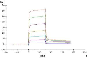 Surface Plasmon Resonance (SPR) image for Natural Killer Cell Cytotoxicity Receptor 3 Ligand 1 (NCR3LG1) (AA 25-262) protein (Fc Tag) (ABIN7273963)