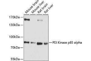 Western blot analysis of extracts of various cell lines, using PI3 Kinase p85 alpha antibody (ABIN6130617, ABIN6145642, ABIN6145645 and ABIN6215197) at 1:1000 dilution. (PIK3R1 抗体  (AA 240-380))