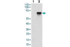 Western blot analysis of Lane 1: Negative control [HEK293 cell lysate]; Lane 2: Over-expression lysate [NT5E (AA: 30-250)-hIgGFc transfected HEK293 cells] with NT5E monoclonal antibody, clone 4G6E3  at 1:500-1:2000 dilution. (CD73 抗体  (AA 30-250))