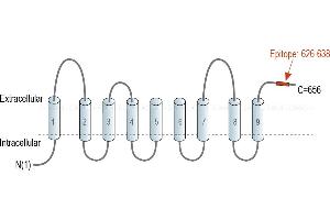 anti-Solute Carrier Family 44, Member 1 (SLC44A1) (AA 626-638), (C-Term), (Extracellular) antibody