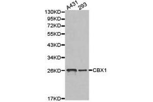 Western Blotting (WB) image for anti-Chromobox Homolog 1 (CBX1) antibody (ABIN1871495) (CBX1 抗体)