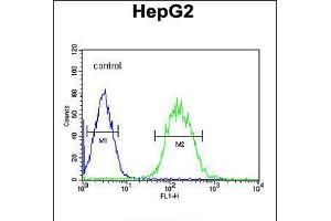 Flow cytometric analysis of HepG2 cells (right histogram) compared to a negative control cell (left histogram). (SFRS16 抗体  (AA 254-283))