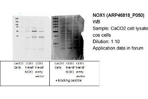 Western Blotting (WB) image for anti-NADPH Oxidase 1 (NOX1) (C-Term) antibody (ABIN2782754) (NOX1 抗体  (C-Term))