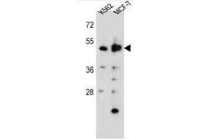 Western blot analysis of DNPEP Antibody (N-term) in K562,MCF-7 cell line lysates (35ug/lane). (Aspartyl Aminopeptidase 抗体  (N-Term))