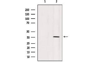 Western Blotting (WB) image for anti-Olfactory Receptor, Family 5, Subfamily AN, Member 1 (OR5AN1) (Internal Region) antibody (ABIN6259503)
