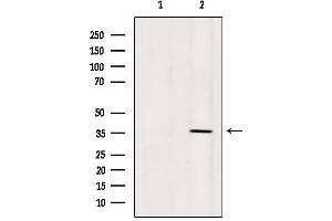 Western blot analysis of extracts from 293, using OR5AN1 Antibody. (OR5AN1 抗体  (Internal Region))