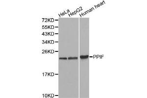 Western blot analysis of extracts of various cell lines, using PPIF antibody. (PPIF 抗体  (AA 30-207))