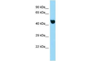 WB Suggested Anti-Nfkbil1 Antibody Titration: 1. (NFKBIL1 抗体  (C-Term))
