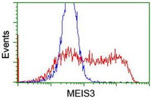Image no. 2 for anti-Meis Homeobox 3 (MEIS3) (AA 1-261) antibody (ABIN1490668) (MEIS3 抗体  (AA 1-261))