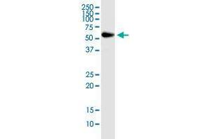 RNPS1 monoclonal antibody (M05), clone 7G8. (RNPS1 抗体  (AA 158-239))