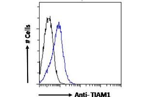 ABIN6391387 Flow cytometric analysis of paraformaldehyde fixed Jurkat cells (blue line), permeabilized with 0. (TIAM1 抗体  (C-Term))