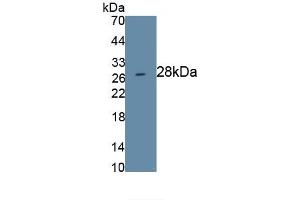 Detection of Recombinant PROM1, Human using Monoclonal Antibody to Prominin 1 (PROM1) (CD133 抗体  (AA 171-431))