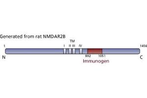 Image no. 3 for anti-Glutamate Receptor, Ionotropic, N-Methyl D-Aspartate 2B (GRIN2B) (AA 892-1051) antibody (ABIN967956) (GRIN2B 抗体  (AA 892-1051))
