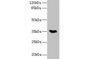 Western blot All lanes: LYSMD3 antibody at 6 μg/mL + Mouse heart tissue Secondary Goat polyclonal to rabbit IgG at 1/10000 dilution Predicted band size: 35, 15, 18 kDa Observed band size: 35 kDa (LYSMD3 抗体  (AA 1-127))