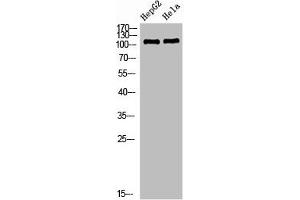 Western Blot analysis of HEPG2 Hela cells using NLRX1 Polyclonal Antibody diluted at 1:1000. (NLRX1 抗体  (AA 581-630))