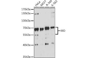 Western blot analysis of extracts of various cell lines, using EED antibody (ABIN6133691, ABIN6139940, ABIN6139943 and ABIN6216521) at 1:3000 dilution. (EED 抗体  (AA 1-100))