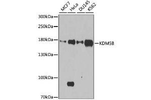 Western blot analysis of extracts of various cell lines, using KDM5B antibody. (KDM5B 抗体)