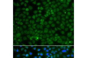 Immunofluorescence analysis of A549 cells using WDR45 Polyclonal Antibody (WDR45 抗体)