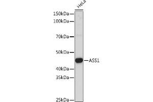 Western blot analysis of extracts of HeLa cells, using  Rabbit pAb (ABIN7265667) at 1:3000 dilution. (ASS1 抗体  (AA 1-412))