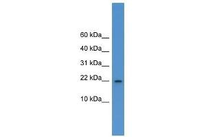 Il1f5 antibody used at 0. (FIL1d 抗体  (C-Term))