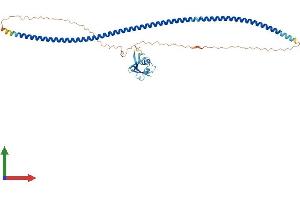 Protein Structure (PS) image for Ras Association (RalGDS/AF-6) Domain Family (N-terminal) Member 8 (RASSF8) (AA 1-419) protein (His tag) (ABIN7551287)