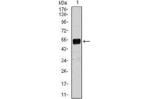 Western blot analysis using Lplunc1 mouse mAb against NIH3T3 (1) cell lysate.